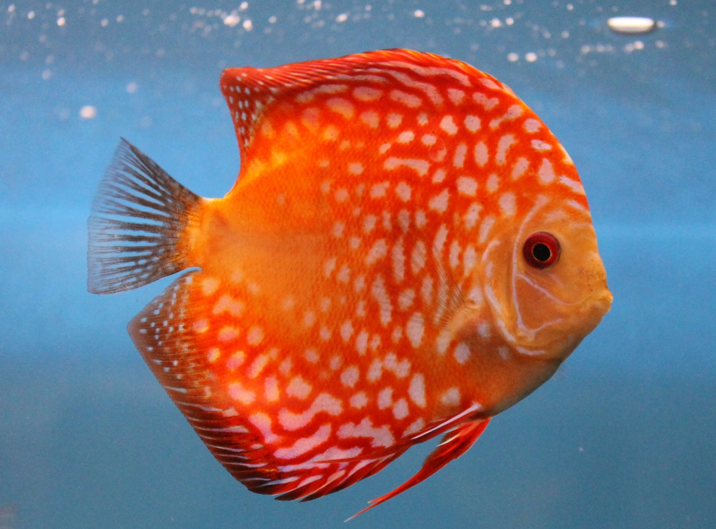 Discus