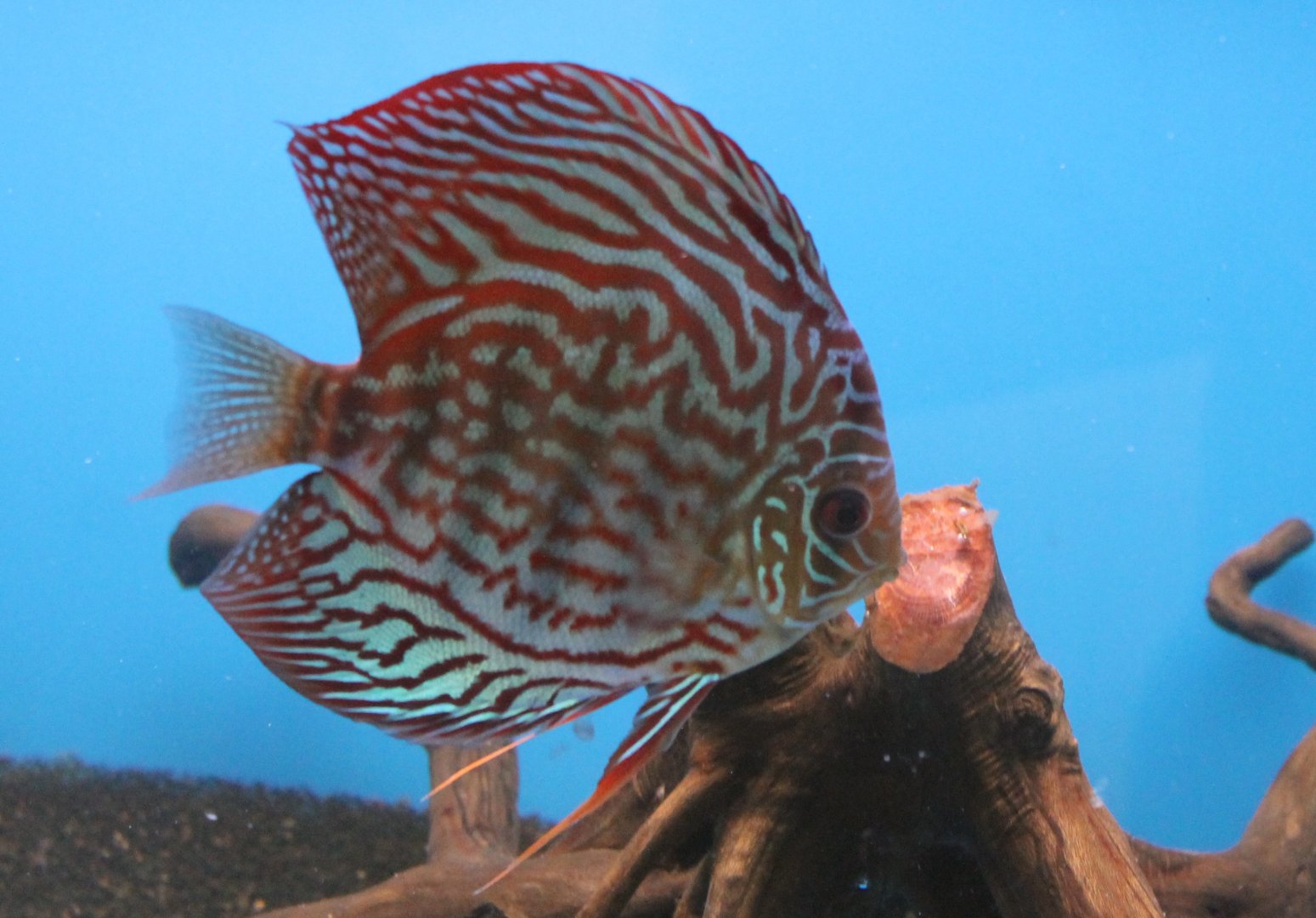 Discus