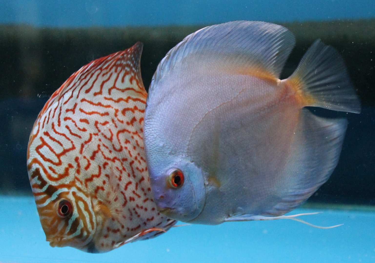 Discus