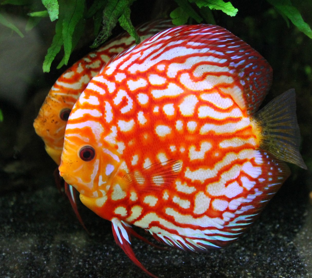 Discus