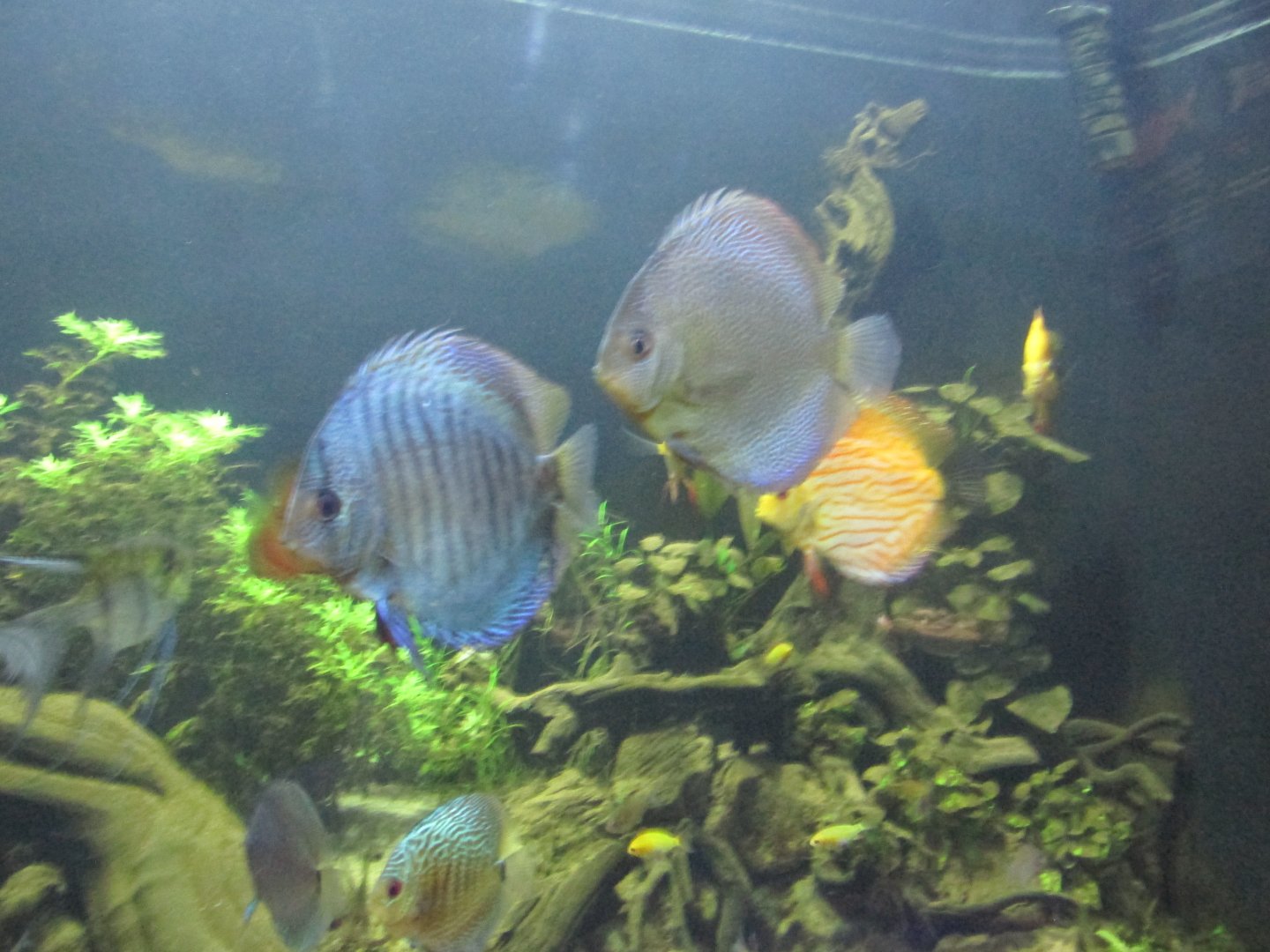 discus