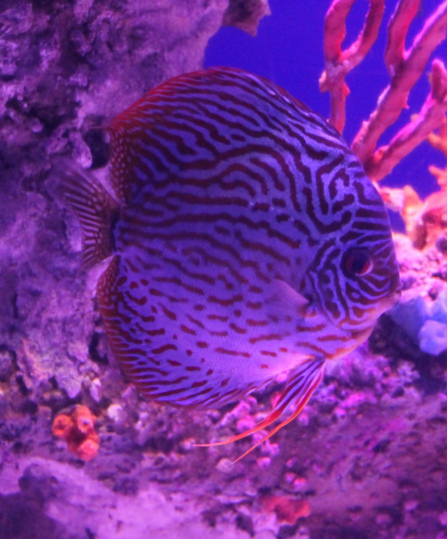 Discus