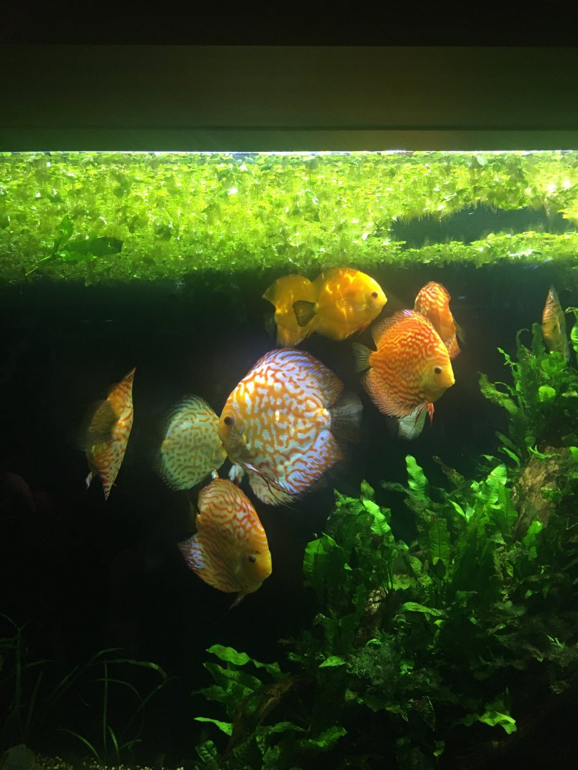 Discus