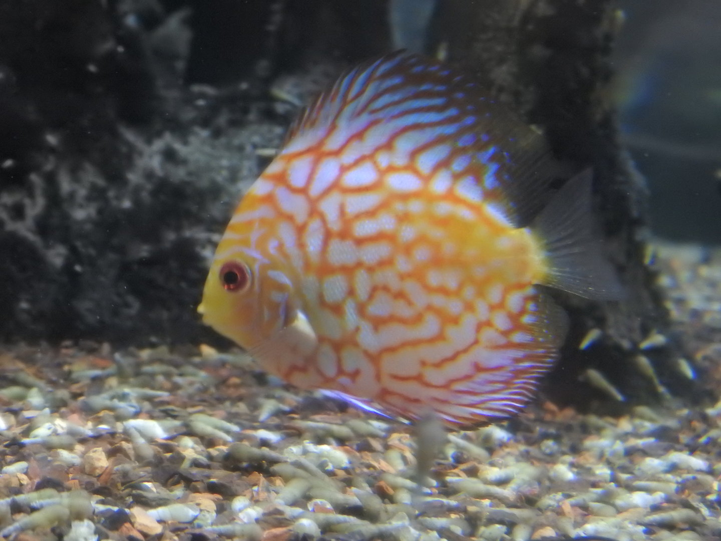 Discus