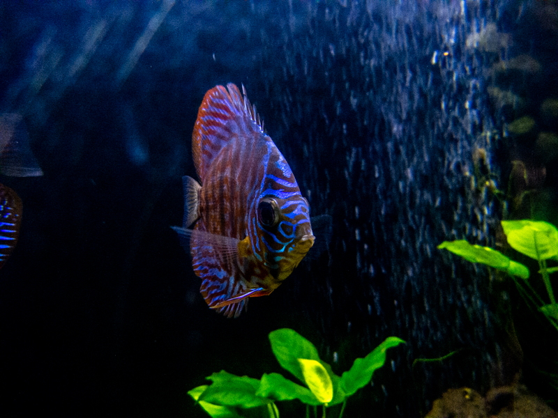 Discus