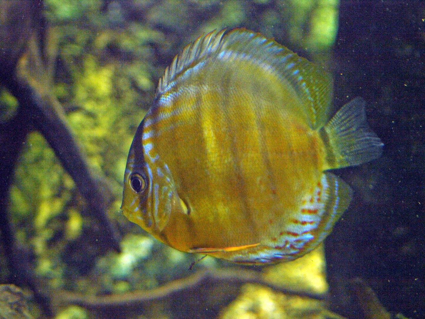 Discus