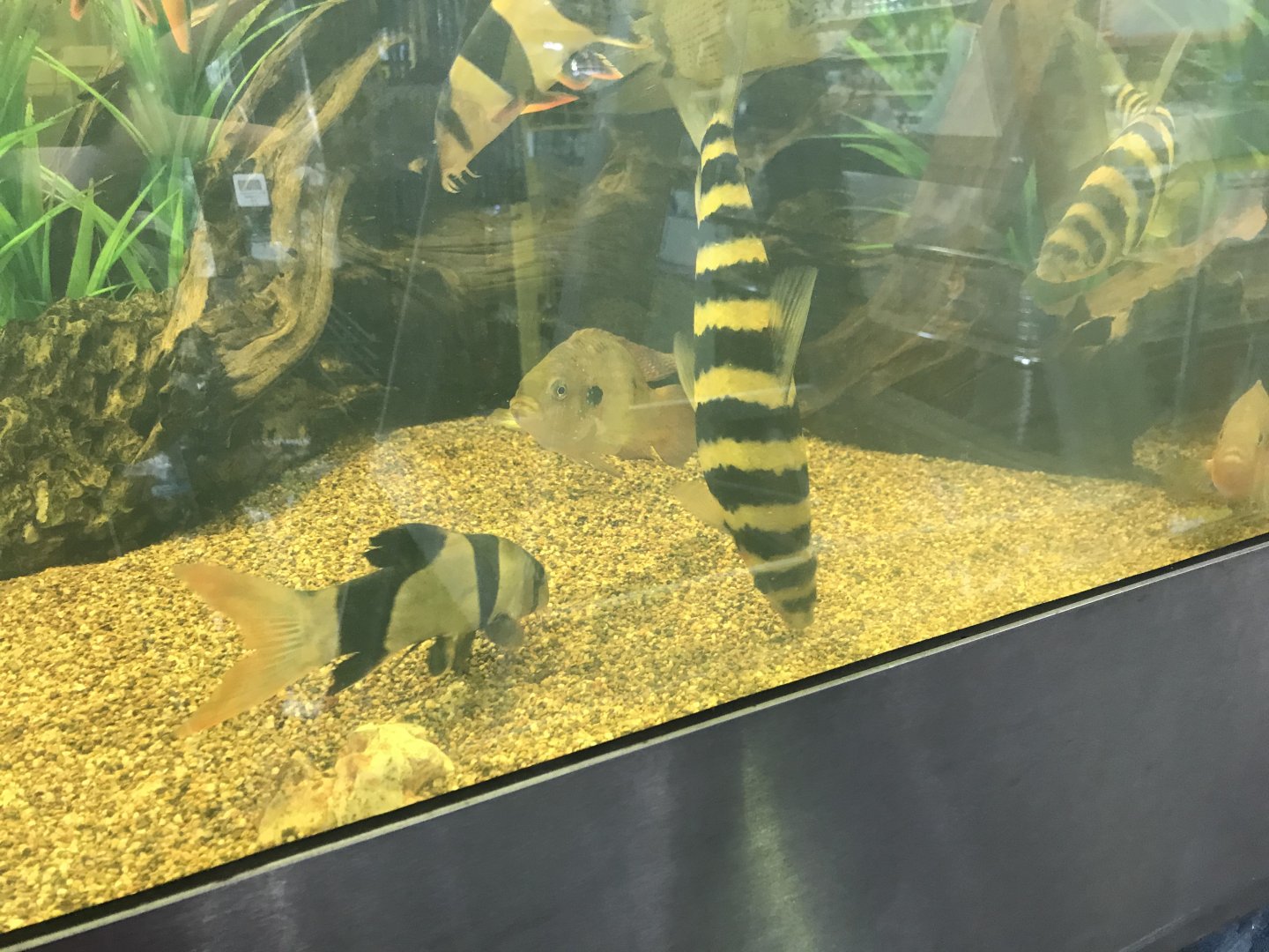 Disdontchius species (I think it’s banded)