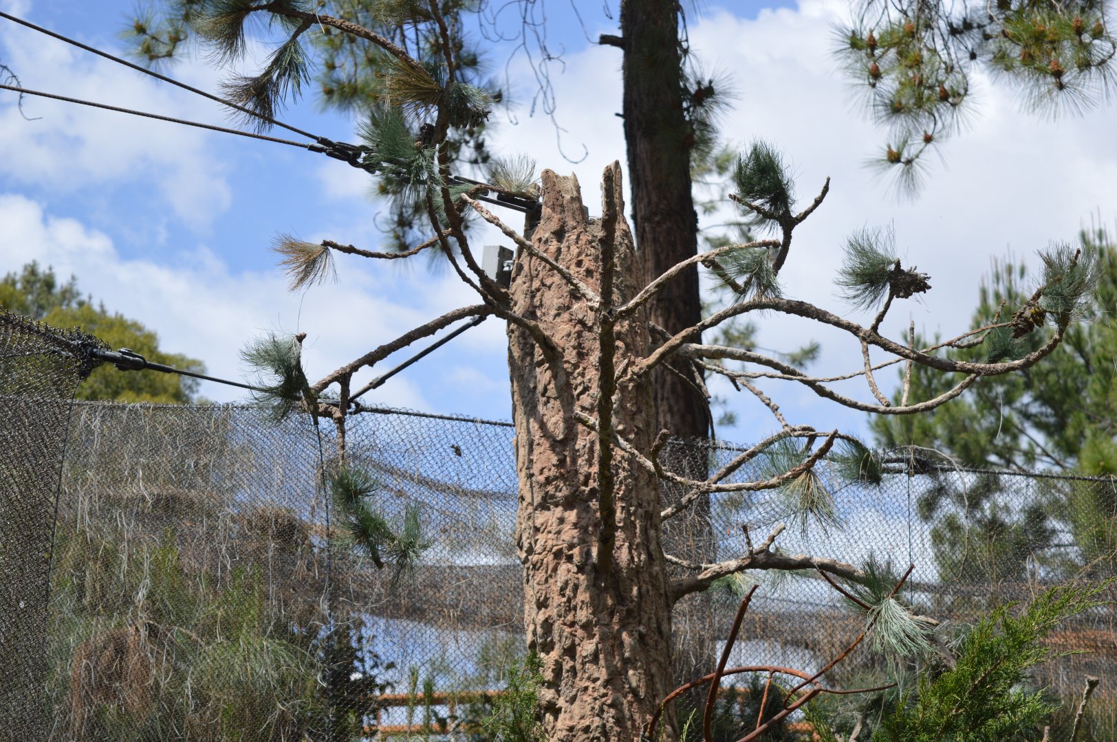 Disguised Aviary Support