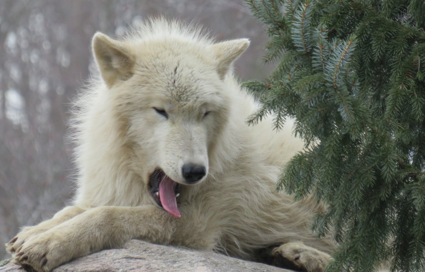 Disgusted arctic wolf