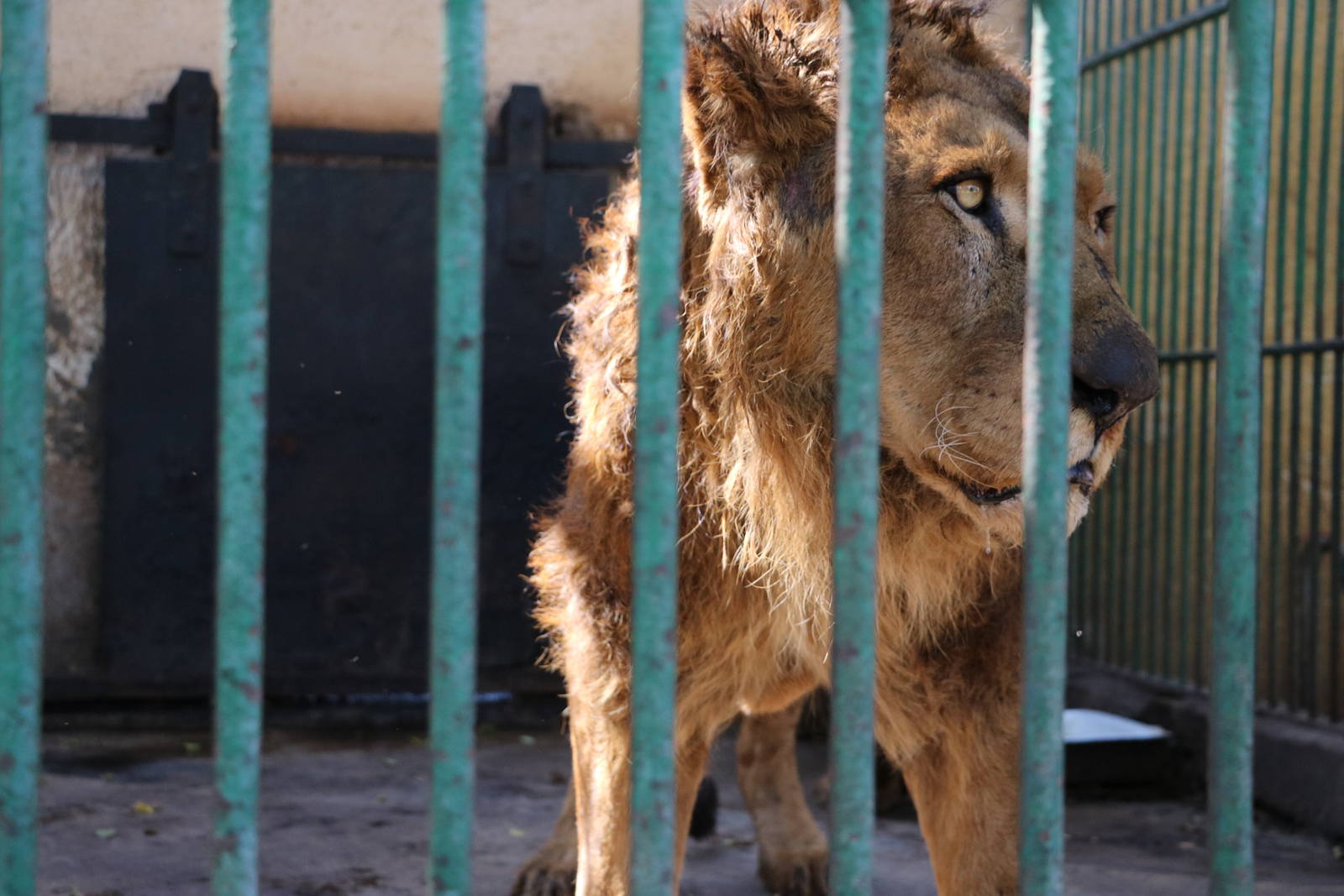 Dishevelled lion, February 2016