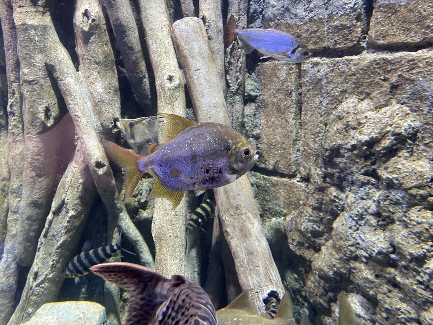 disk tetra (mylophus schomburgkii) (1) - BX Sea