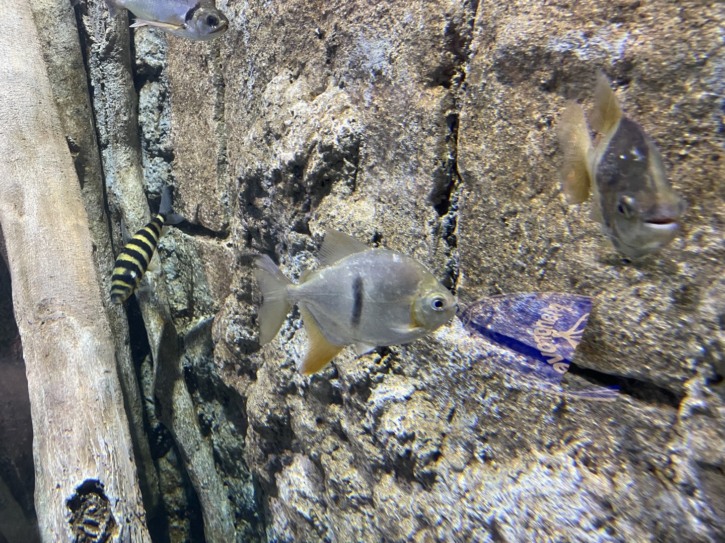 disk tetra (mylophus schomburgkii) (2) - BX Sea