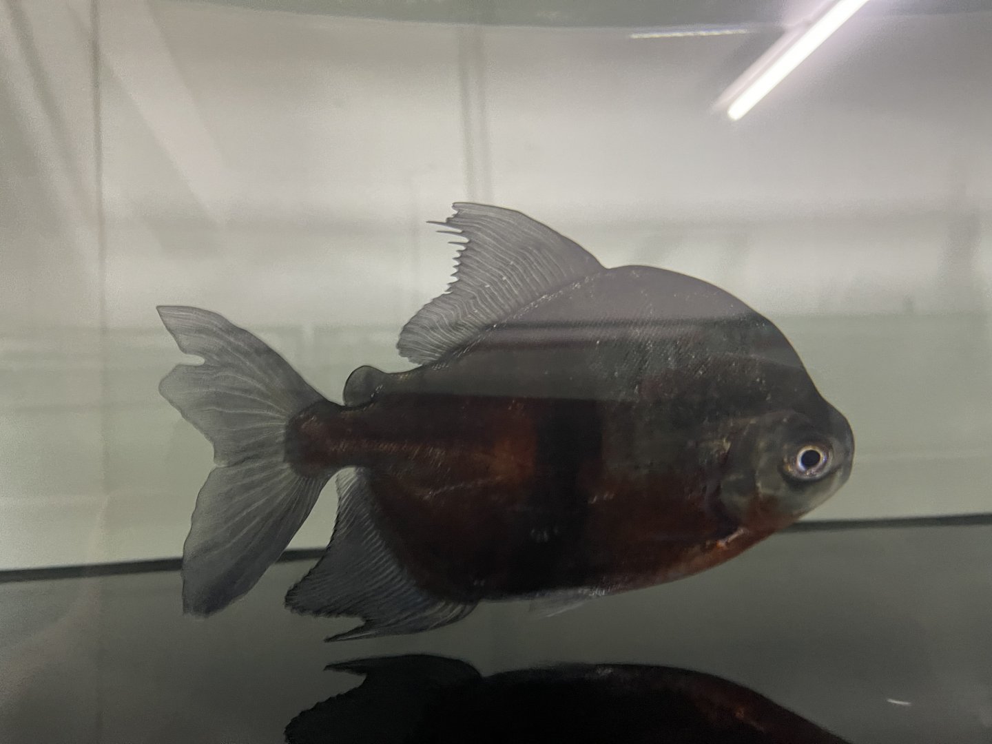 disk tetra (myloplus schomburgkii)