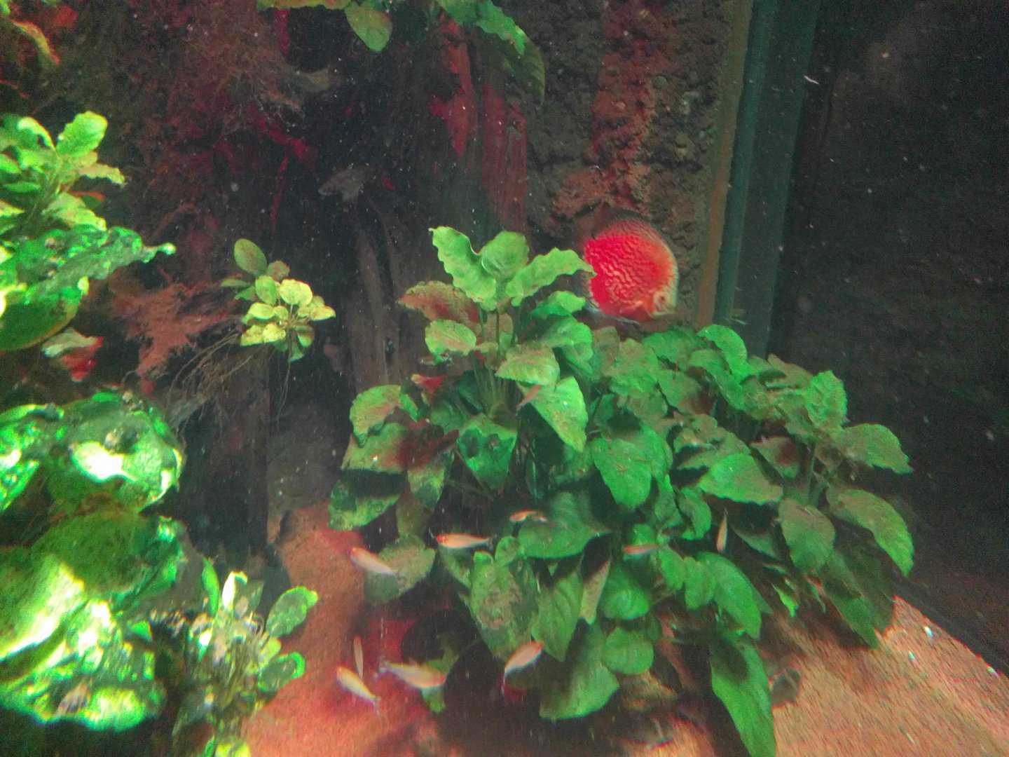 Diskus Fish tank