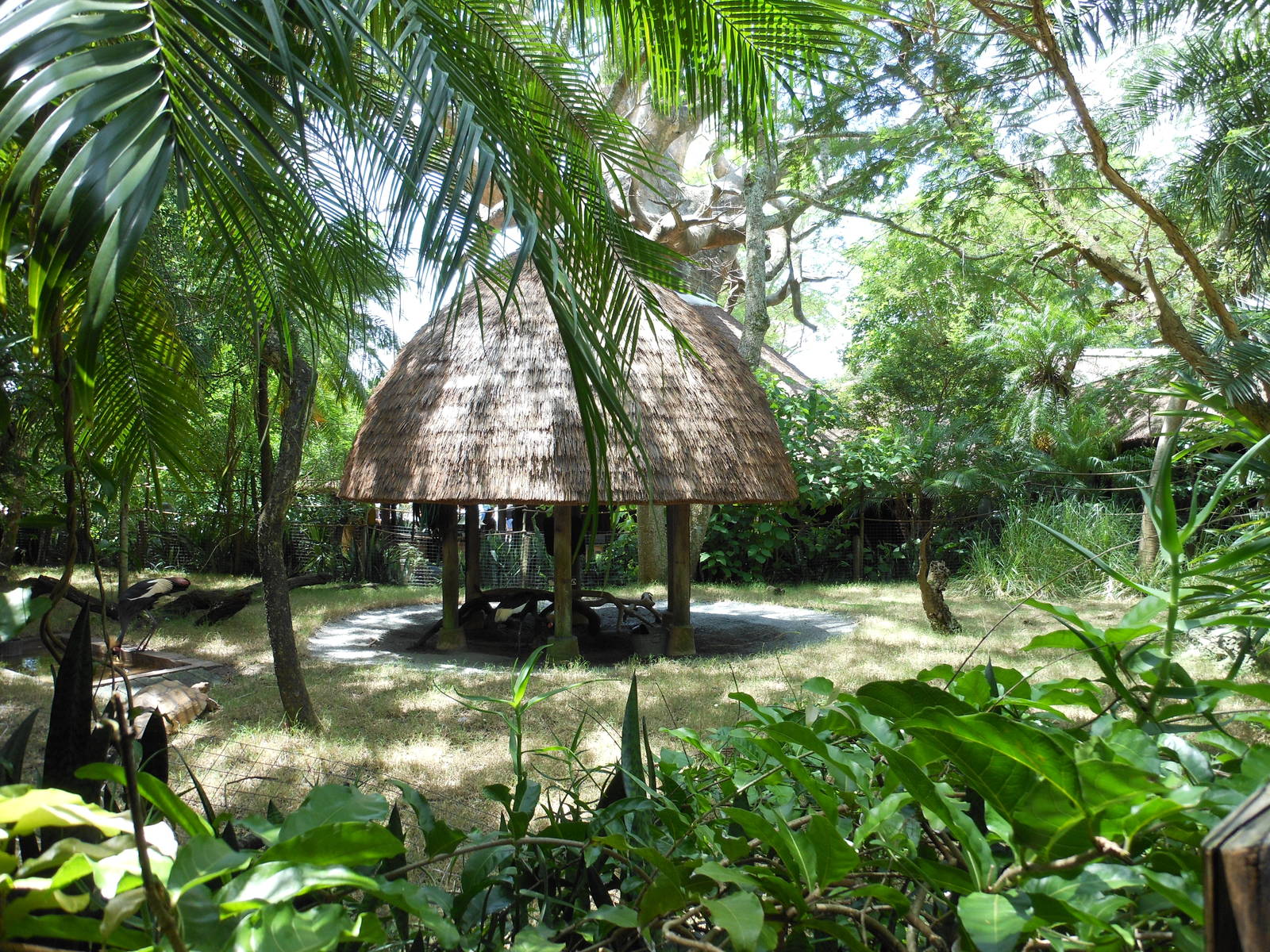 Disney's Animal Kingdom- Africa- Black-crowned Crane Exhibit