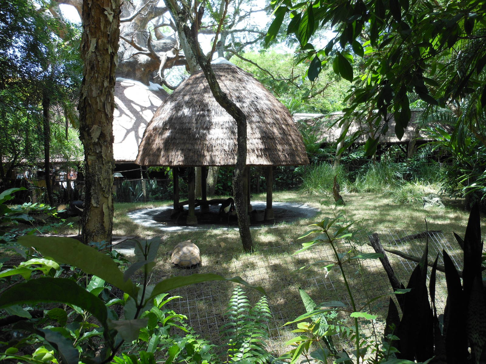 Disney's Animal Kingdom- Africa- Black Crowned-crane Exhibit