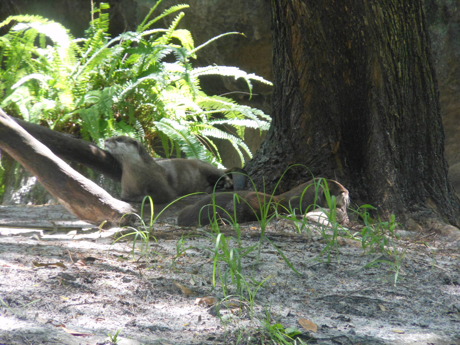 Disney's Animal Kingdom- Discovery Island- Asian Small-clawed Otters