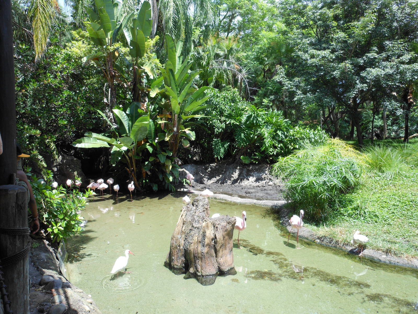 Disney's Animal Kingdom- Discovery Island- Flamingo Pool in Kangaroo Exhibi
