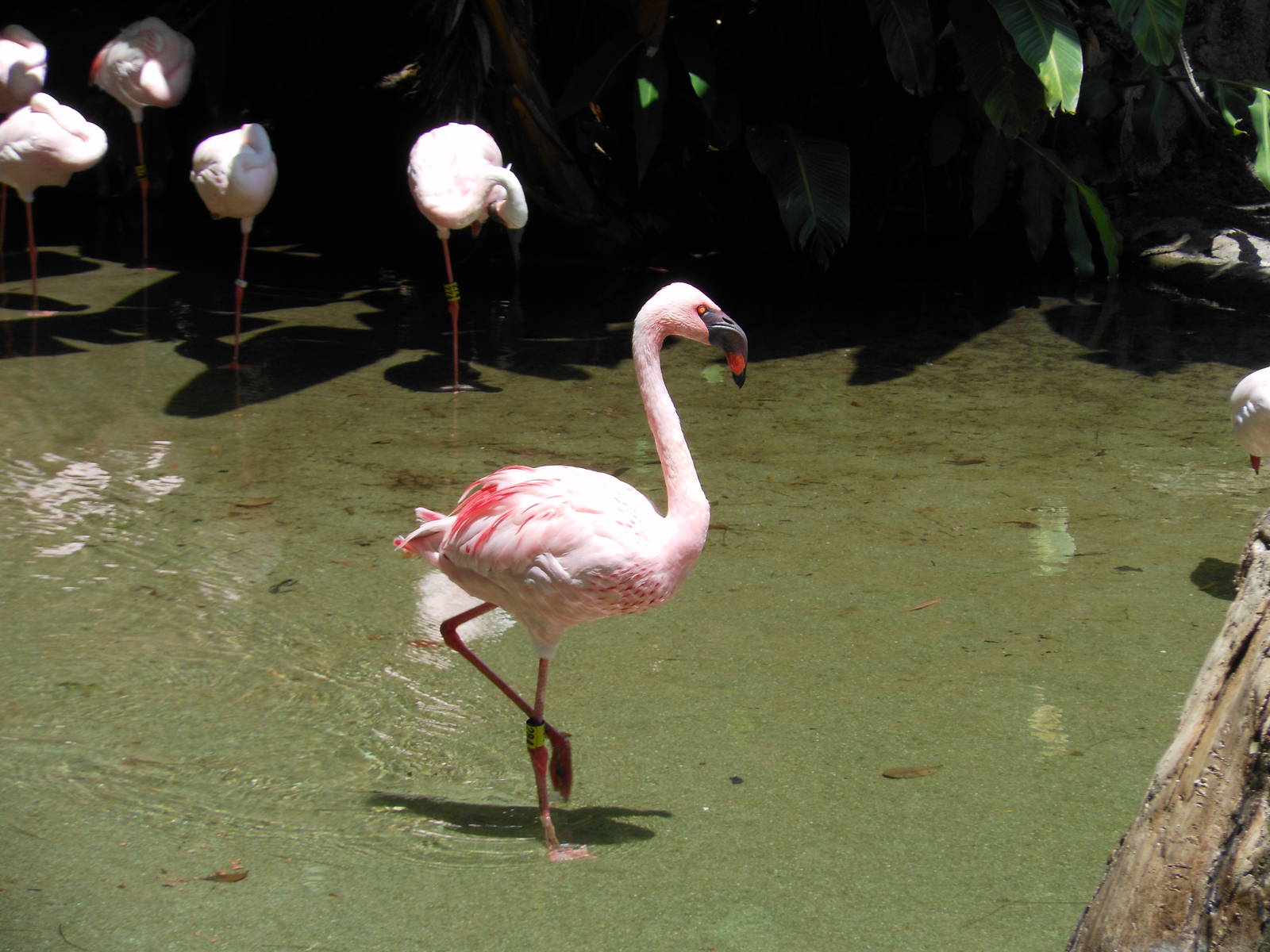 Disney's Animal Kingdom- Discovery Island- Lesser Flamingo