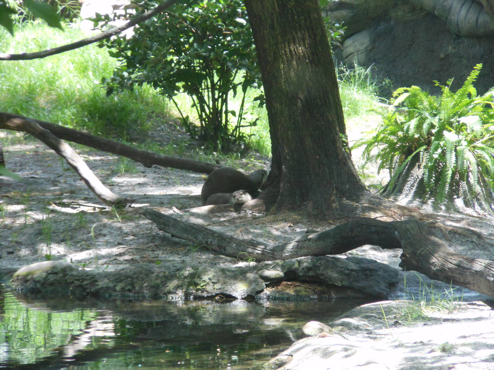 Disney's Animal Kingdom- Discovery Island- Pair of Asian Small-clawed Otter