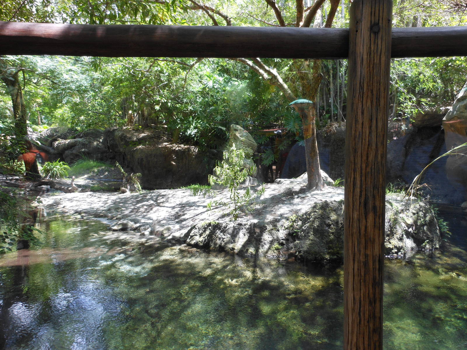 Disney's Animal Kingdom- Discovery Island- Part 1 of Asian Small-clawed Ott