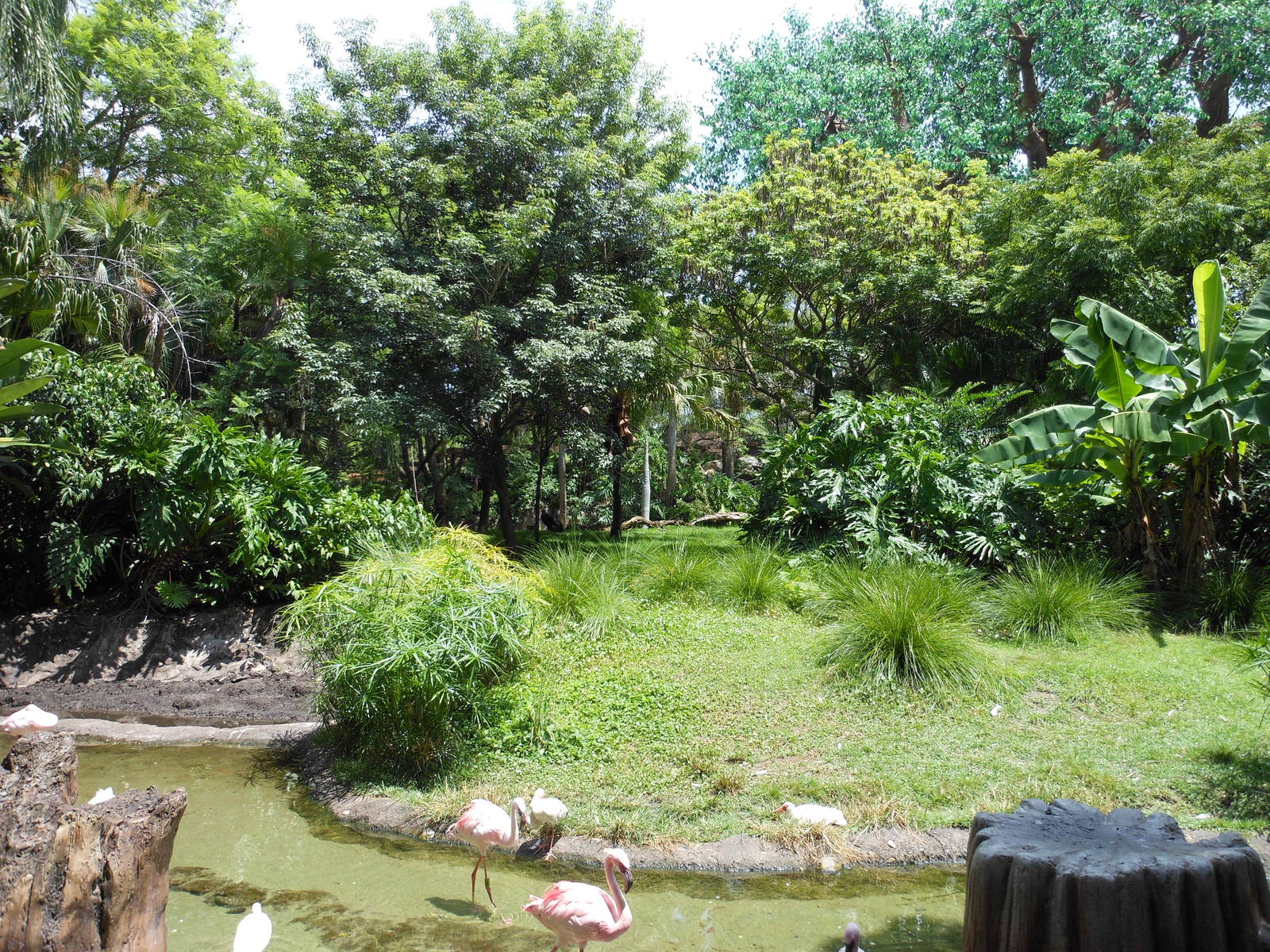 Disney's Animal Kingdom- Discovery Island- Red Kangaroo Exhibit (with Flami