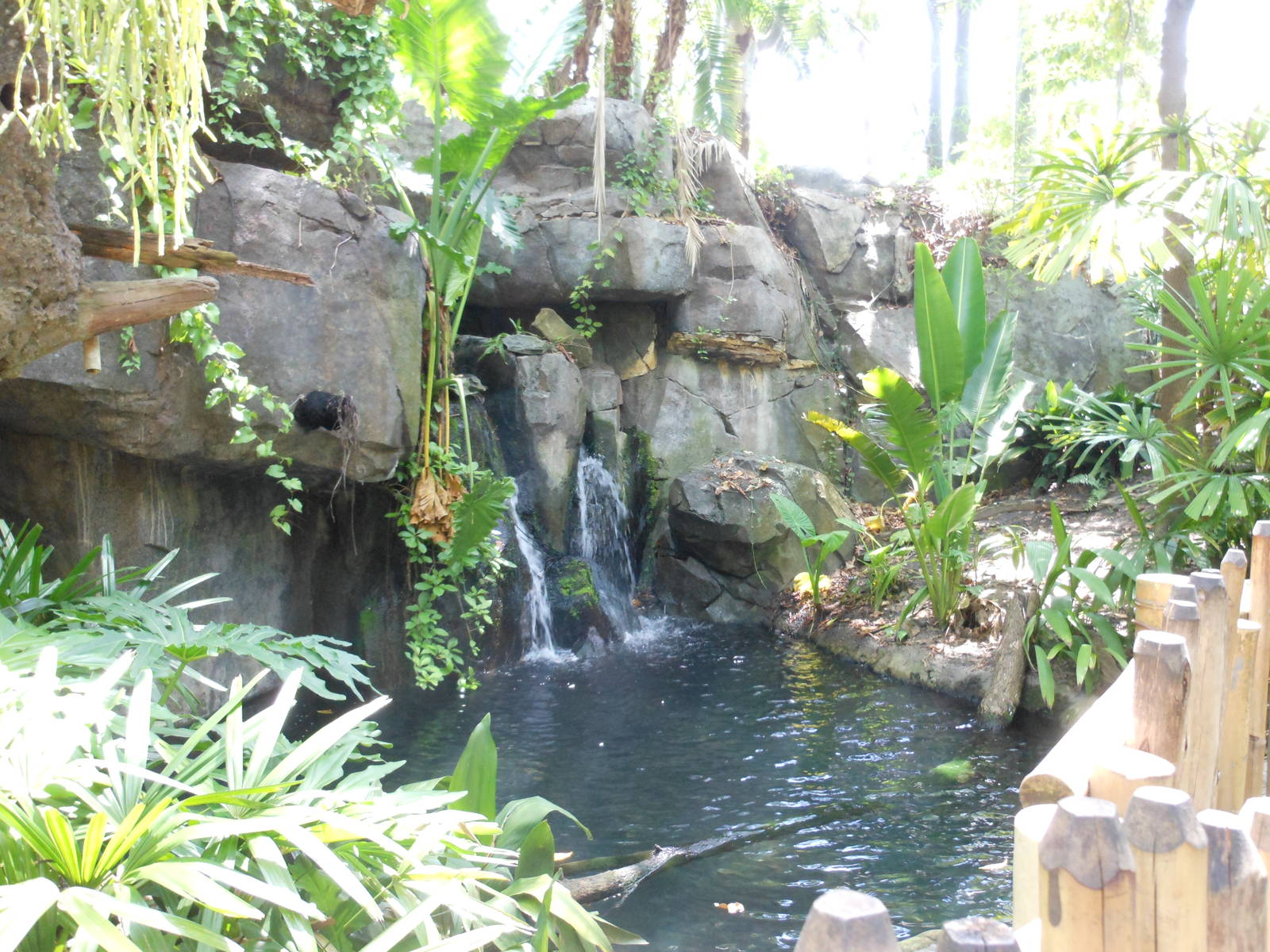 Disney's Animal Kingdom- Oasis- Black Swan Exhibit