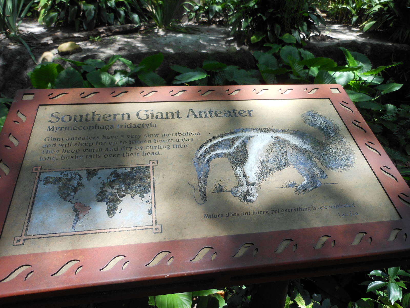 Disney's Animal Kingdom- Oasis- Giant Anteater Exhibit Signage