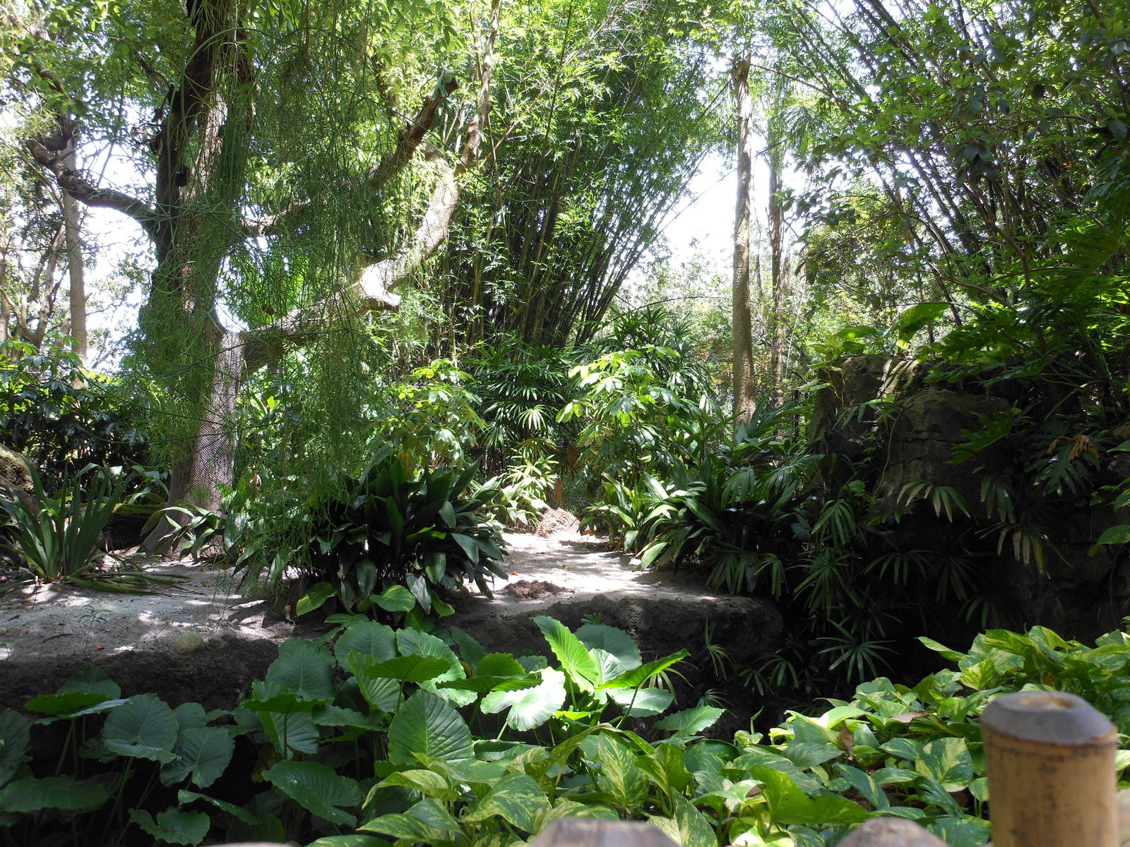 Disney's Animal Kingdom- Oasis- Part 1 of Giant Anteater Exhibit