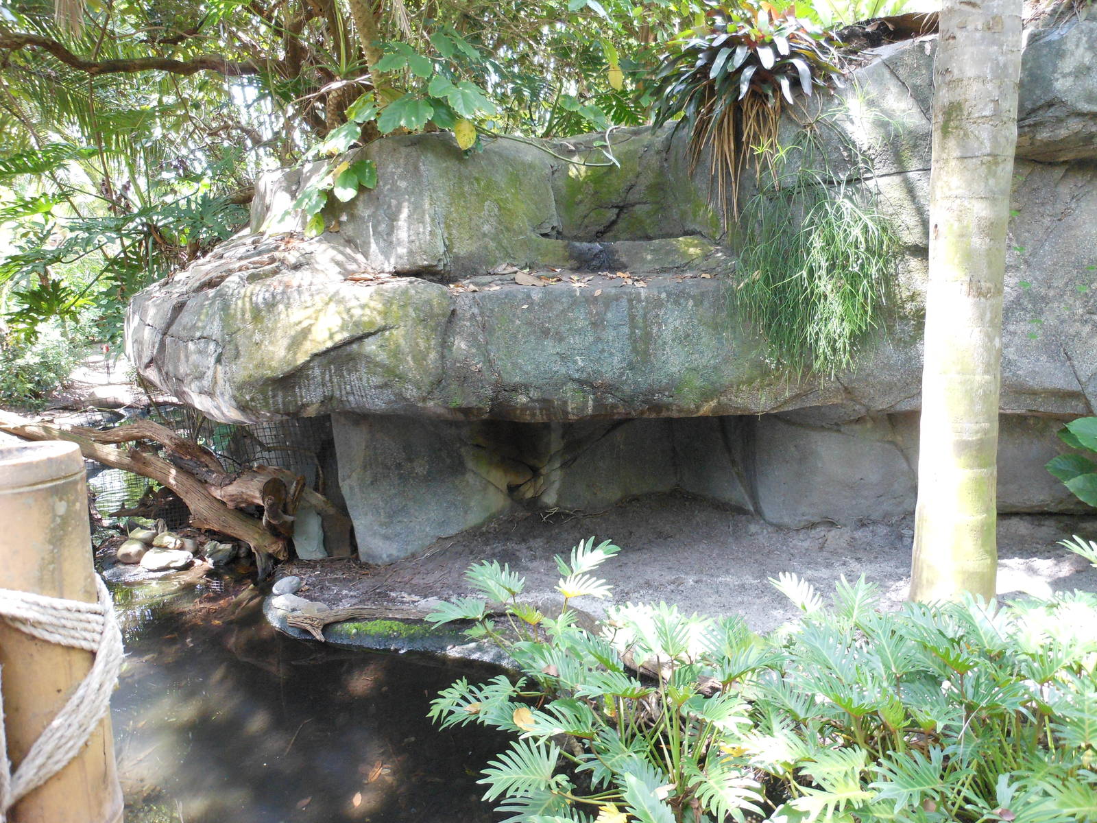 Disney's Animal Kingdom- Oasis- Part 1 of Reeves's Muntjac Exhibit