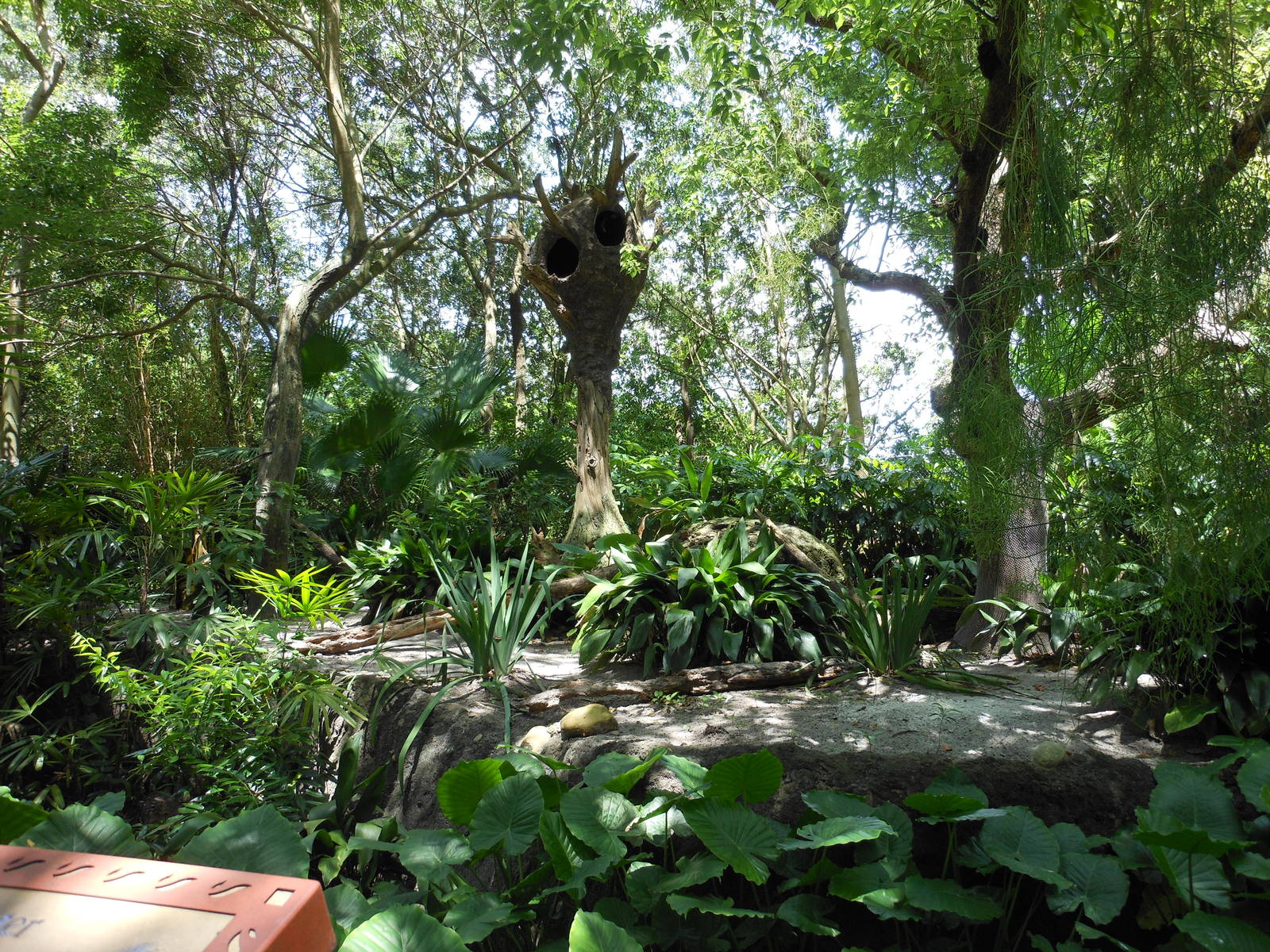 Disney's Animal Kingdom- Oasis- Part 2 of Giant Anteater Exhibit