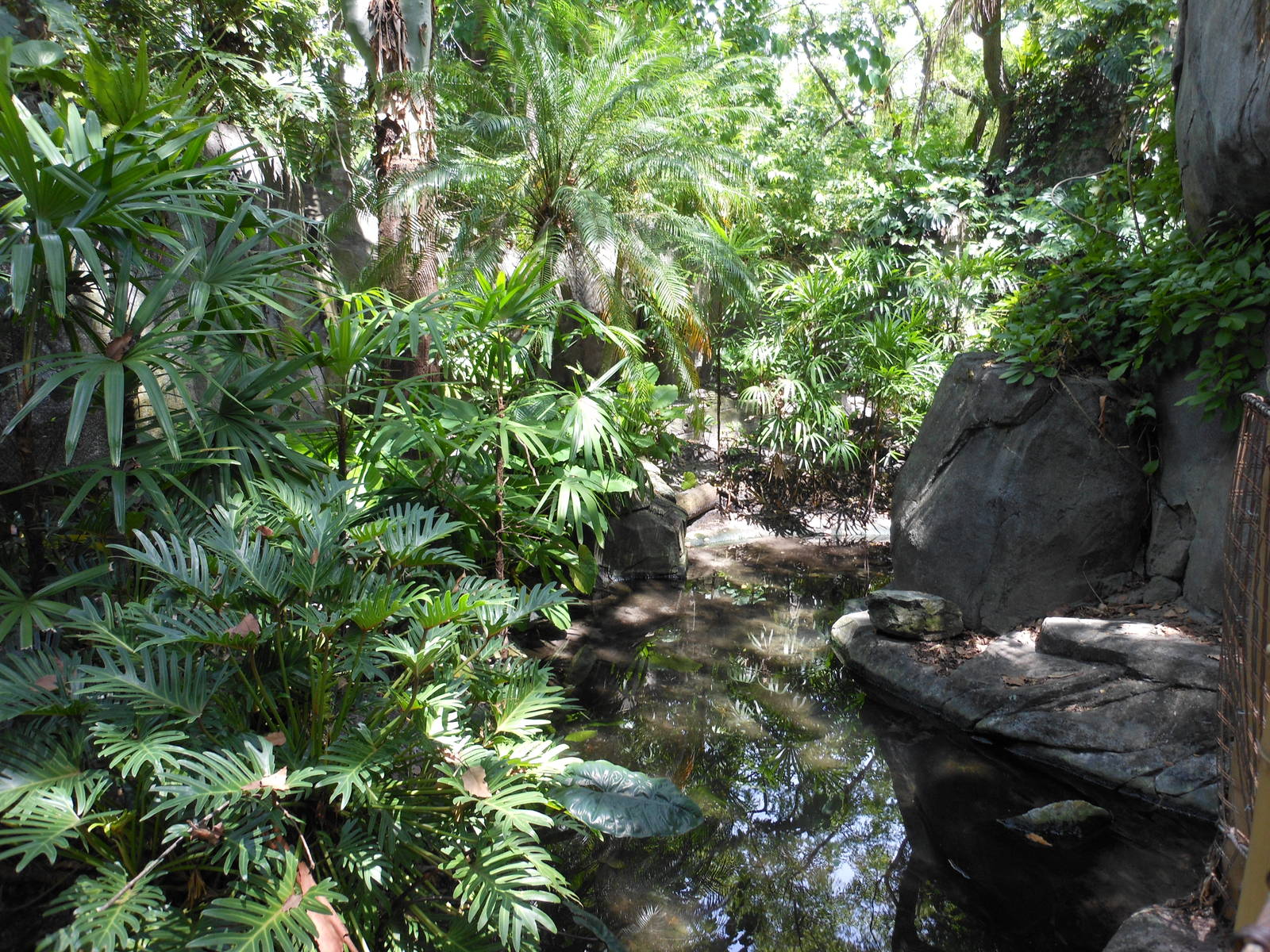 Disney's Animal Kingdom- Oasis- Part 2 of Reeves's Muntjac Exhibit