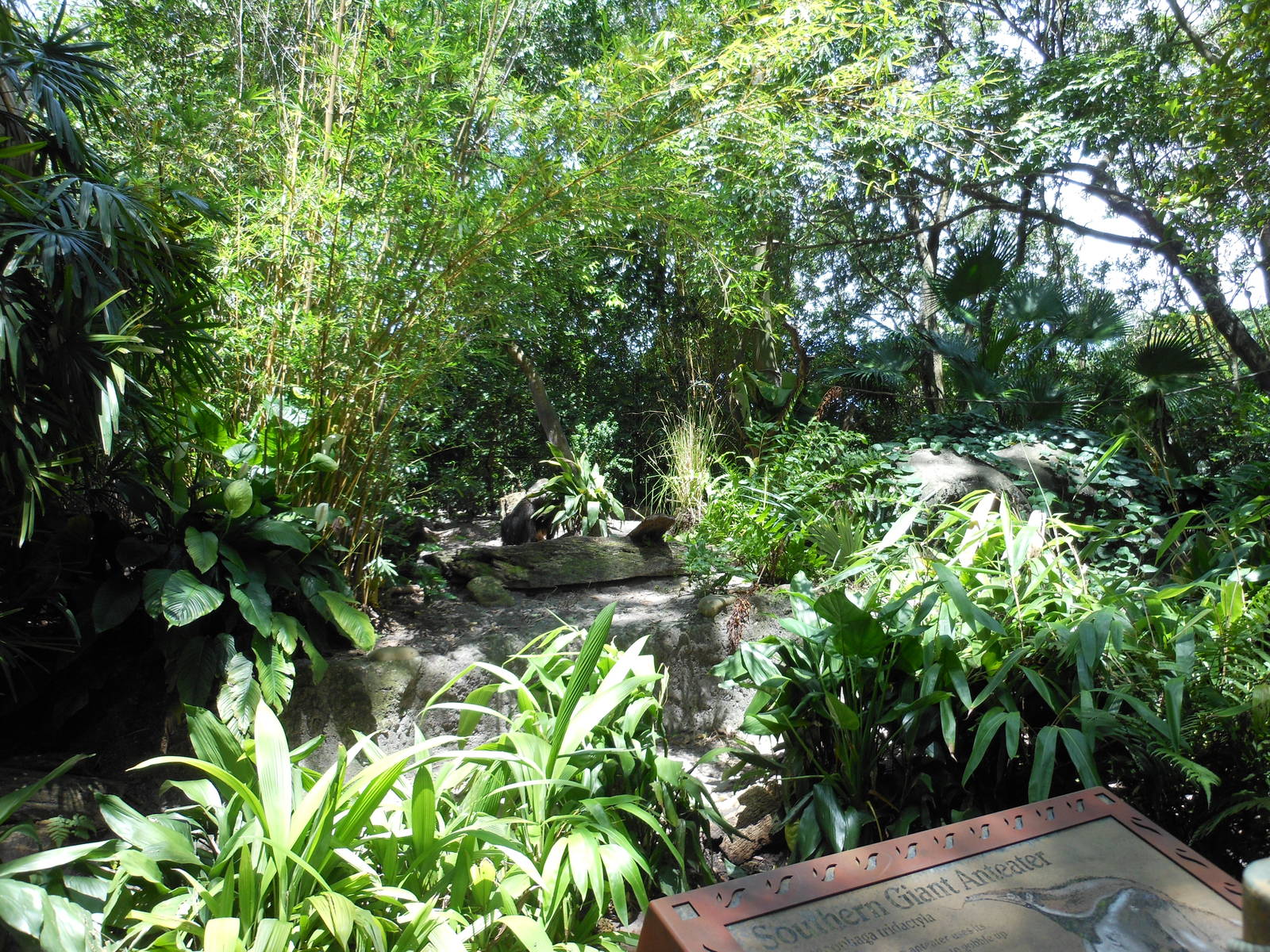 Disney's Animal Kingdom- Oasis- Part 3 of Giant Anteater Exhibit