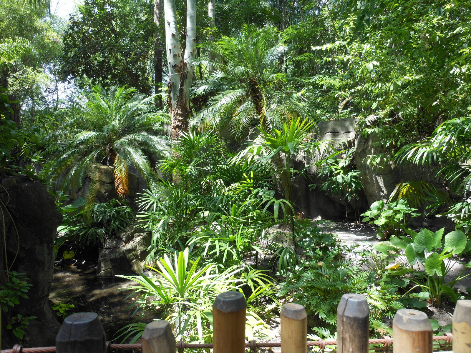 Disney's Animal Kingdom- Oasis- Part 3 of Reeves's Muntjac Exhibit