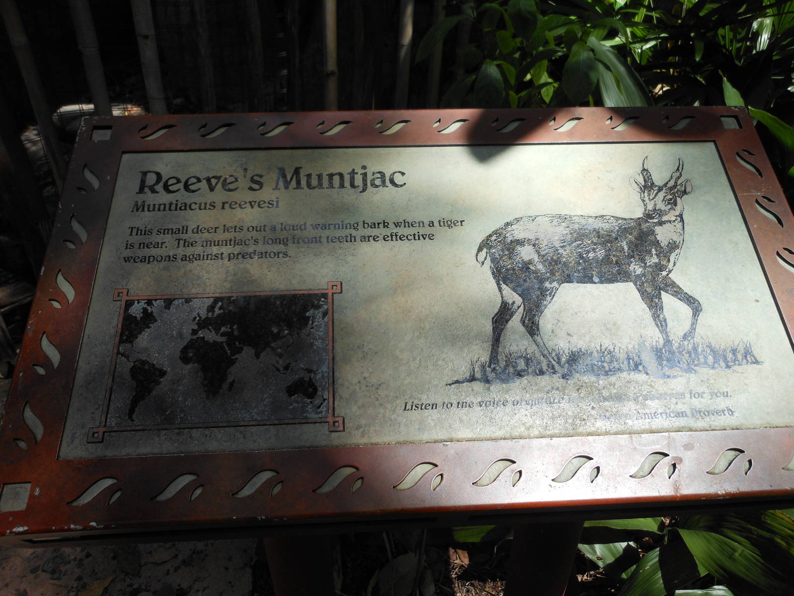 Disney's Animal Kingdom- Oasis- Reeves's Muntjac Exhibit Signage