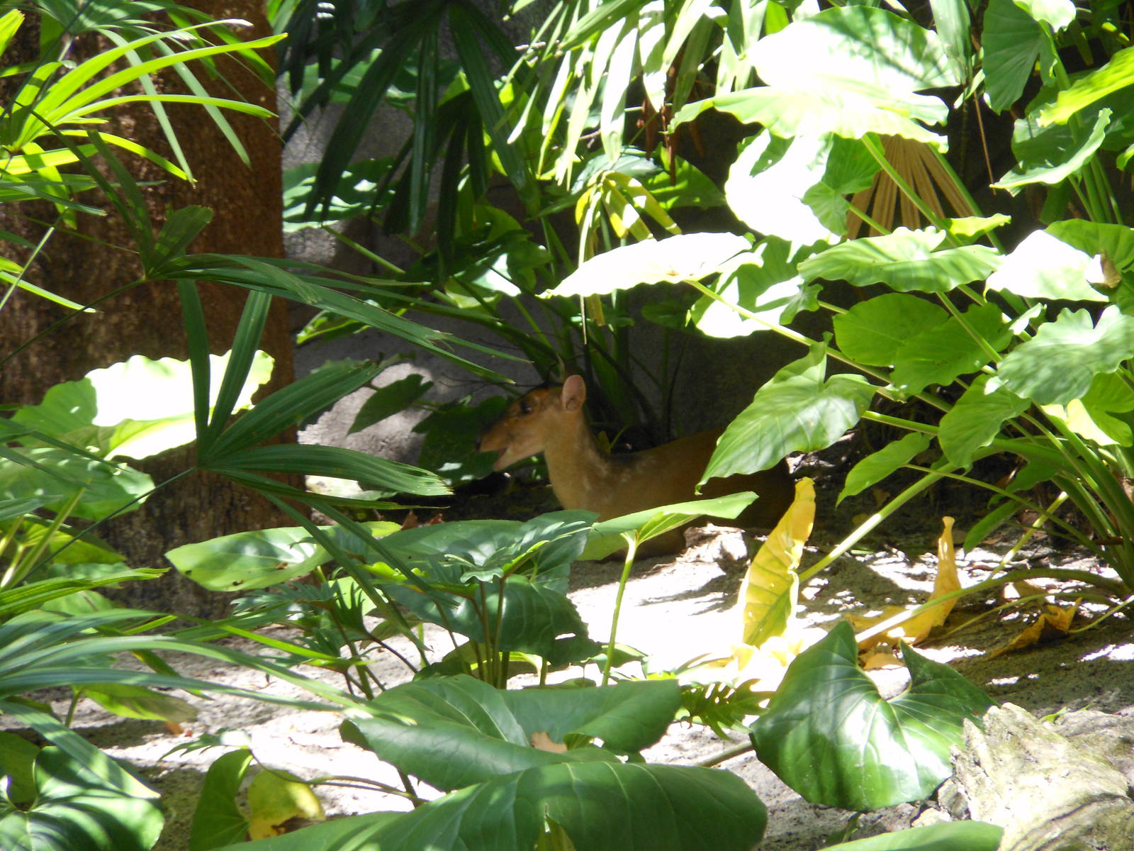 Disney's Animal Kingdom- Oasis- Reeves's Muntjac Hidden in Foliage