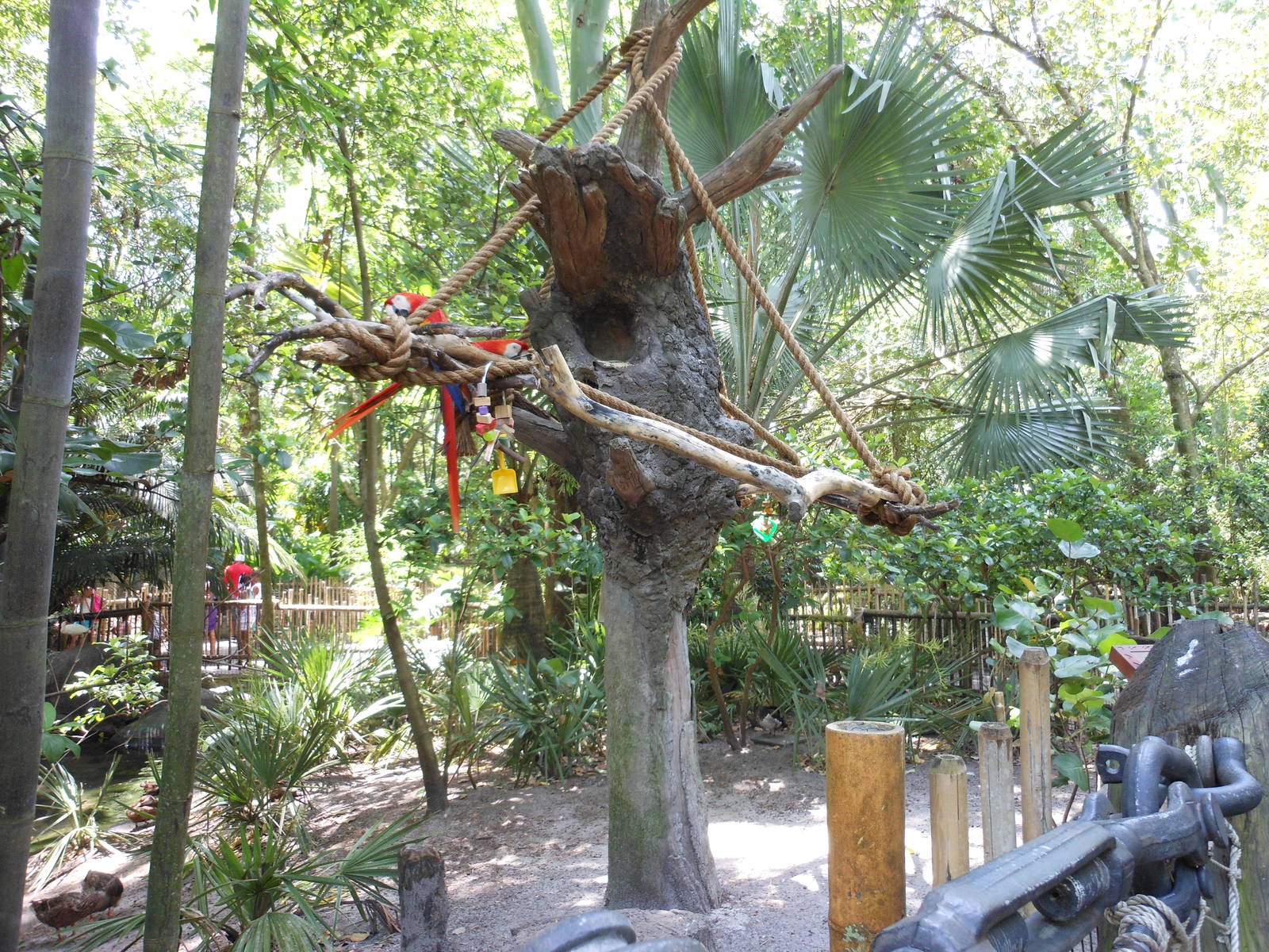 Disney's Animal Kingdom- Oasis- Scarlet Macaw Tree