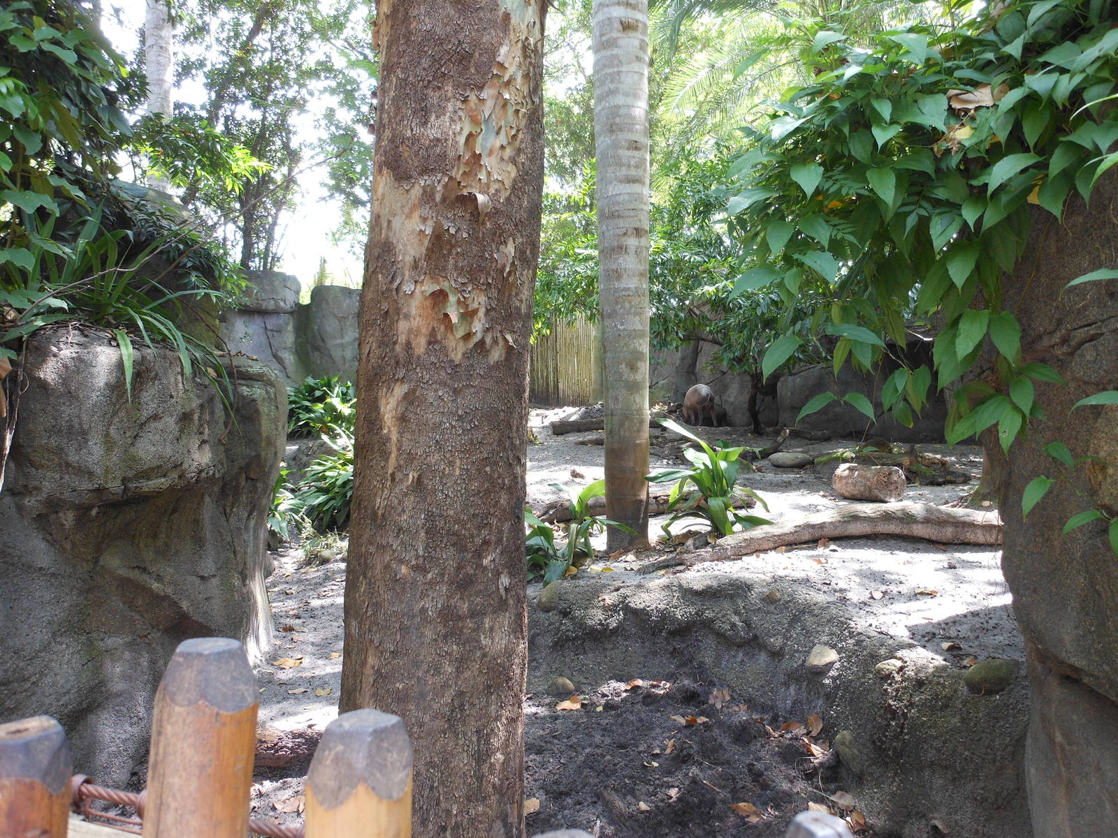 Disney's Animal Kingdom- Oasis- View 1 of North Sulawesi Exhibit