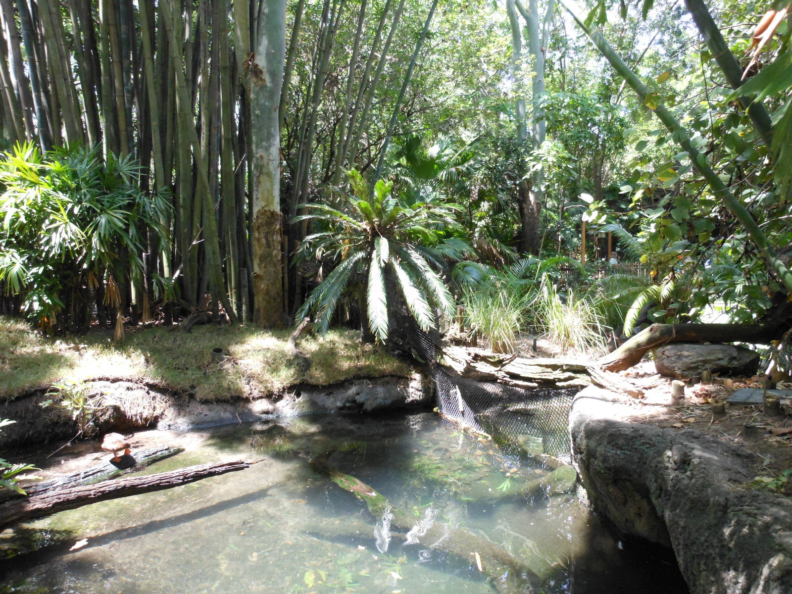 Disney's Animal Kingdom- Oasis- Waterfowl Exhibits