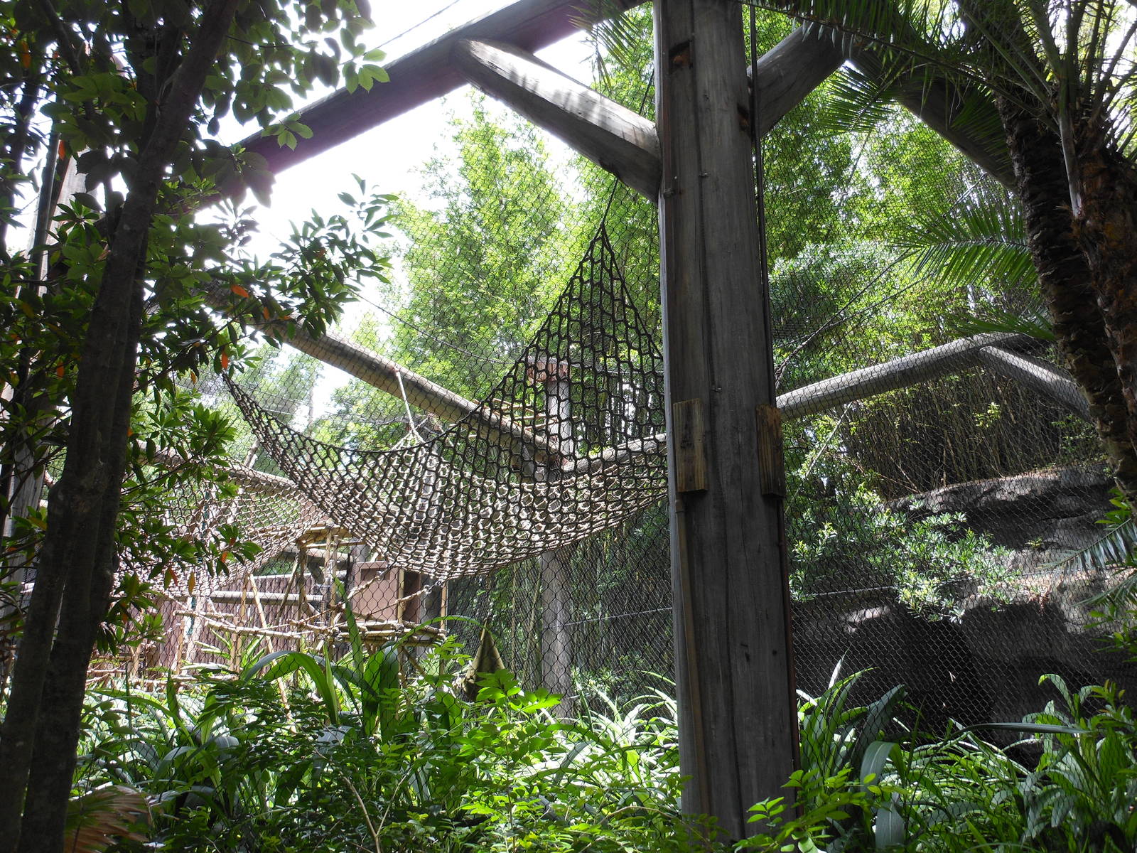 Disney's Animal Kingdom- Pangani Forest Trail- Angolan Black-and-white Colo