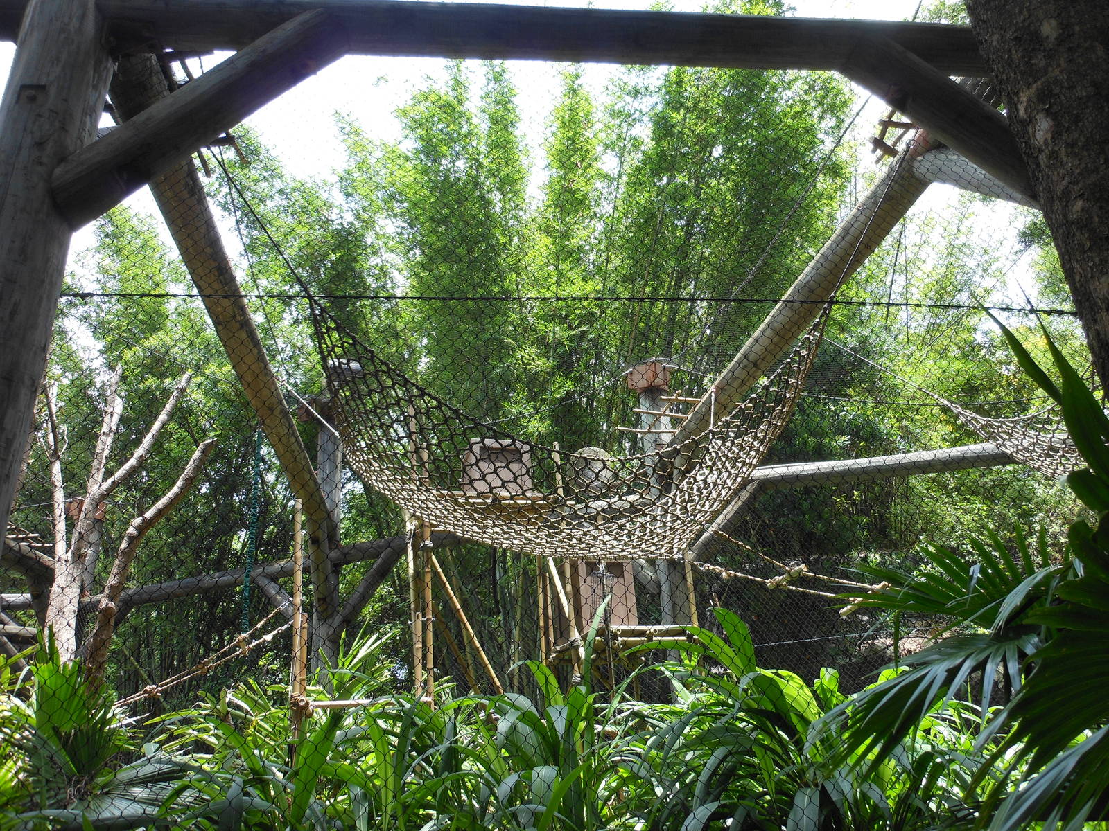 Disney's Animal Kingdom- Pangani Forest Trail- Angolan Black-and-white Colo