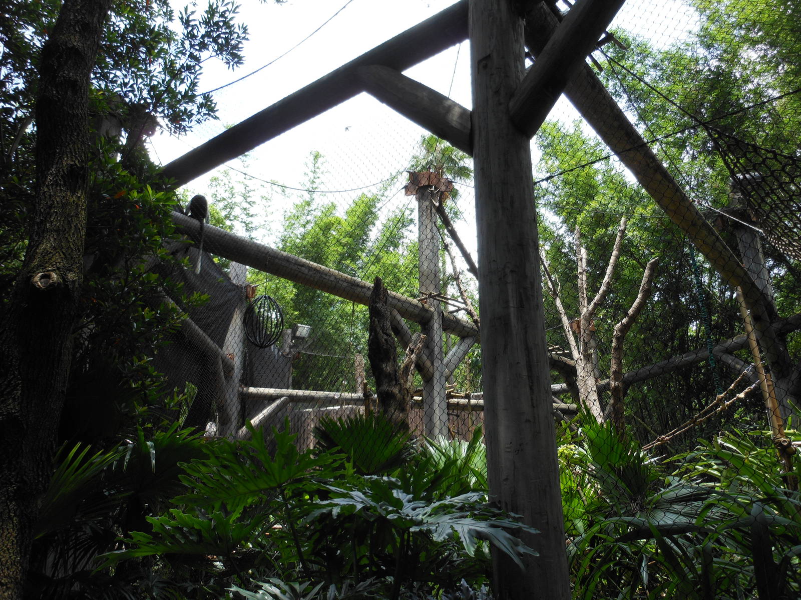 Disney's Animal Kingdom- Pangani Forest Trail- Angolan Black-and-white Colo
