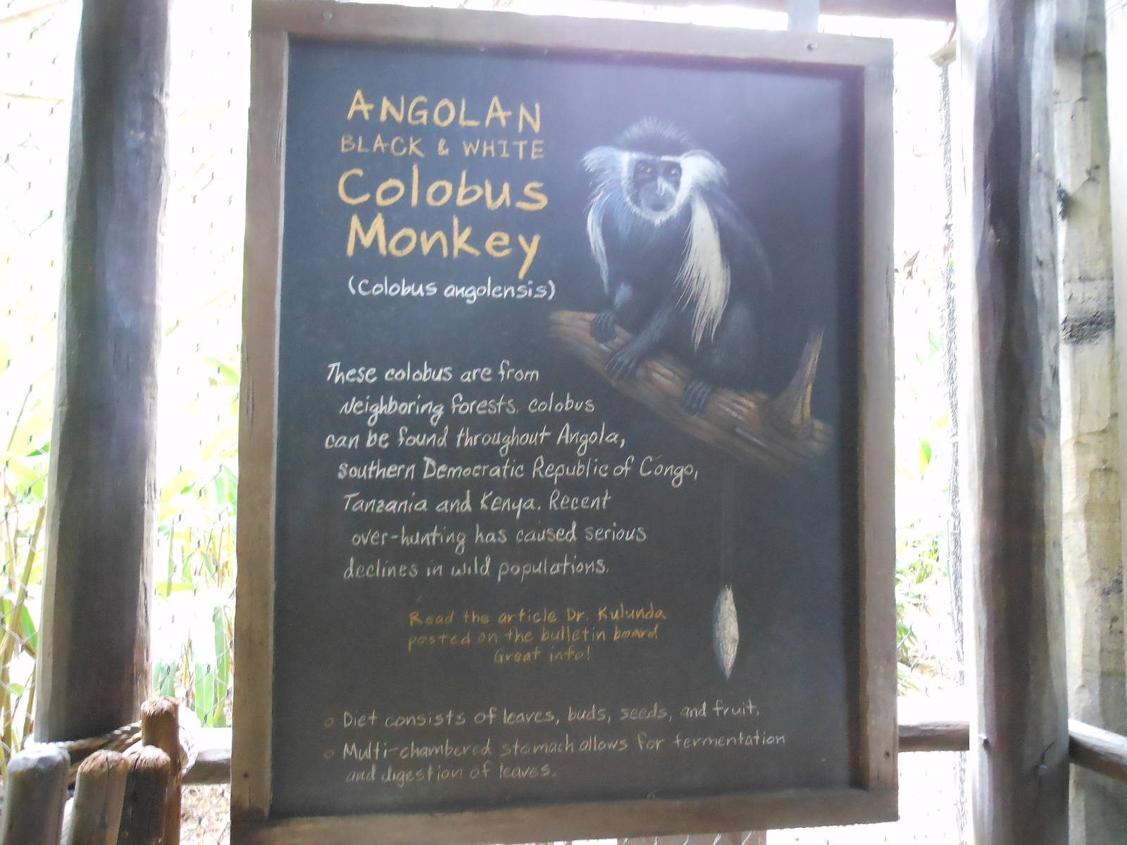 Disney's Animal Kingdom- Pangani Forest Trail- Angolan Black-and-white Colo