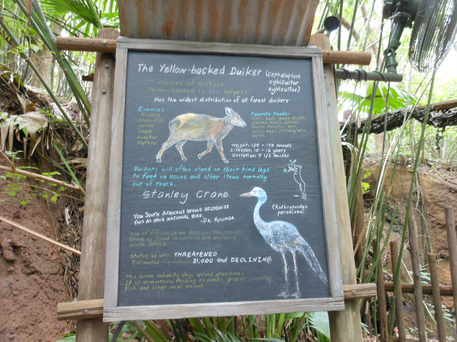 Disney's Animal Kingdom- Pangani Forest Trail- Duiker and Crane Signage
