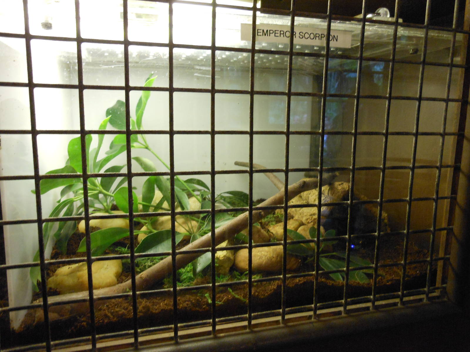 Disney's Animal Kingdom- Pangani Forest Trail- Emperor Scorpion Exhibit