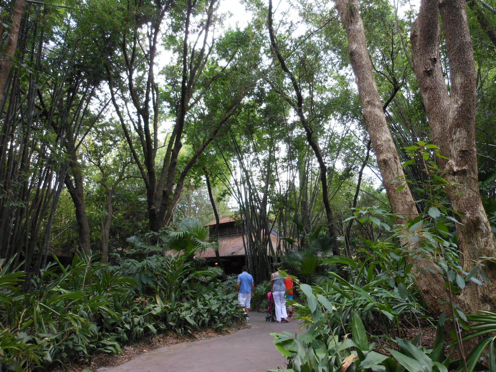 Disney's Animal Kingdom- Pangani Forest Trail- General View 2