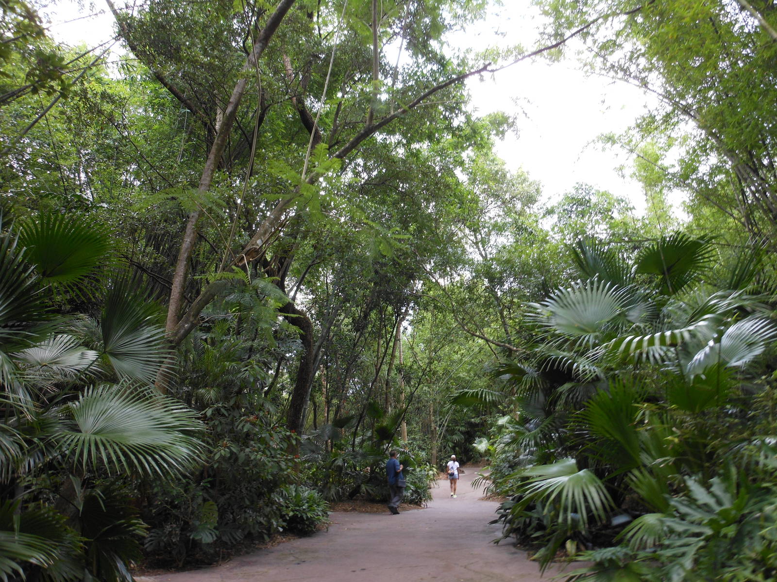 Disney's Animal Kingdom- Pangani Forest Trail- General View