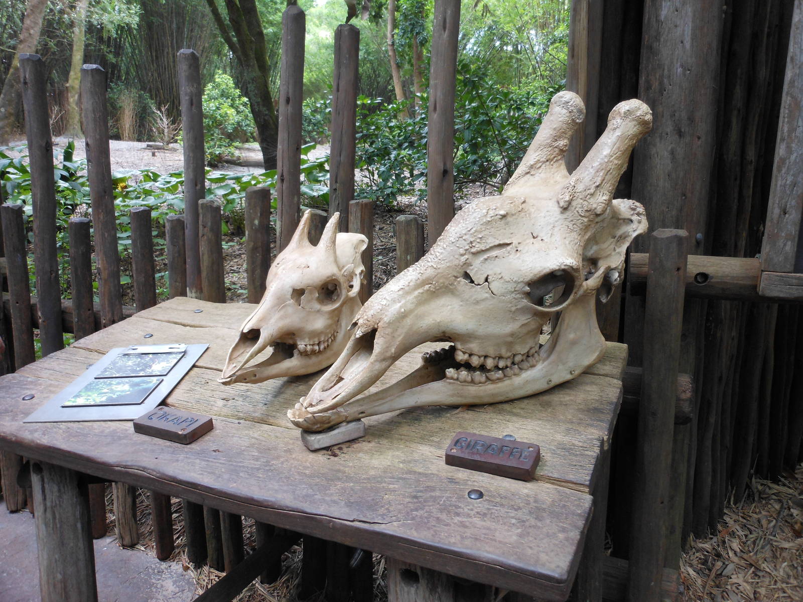 Disney's Animal Kingdom- Pangani Forest Trail- Okapi/Giraffe Skull Comparis