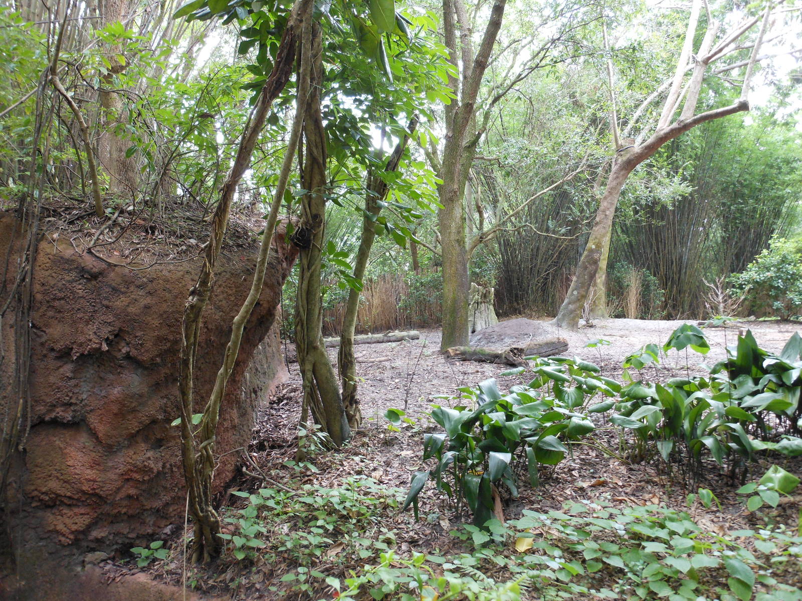 Disney's Animal Kingdom- Pangani Forest Trail- Part 1 of Okapi, Yellow-back