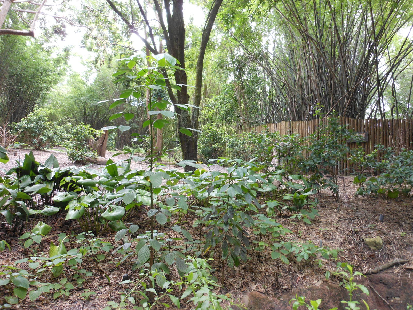 Disney's Animal Kingdom- Pangani Forest Trail- Part 2 of Okapi, Yellow-back